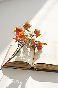 书书本上的背景图片_书本上的枯花，白色表面上的书