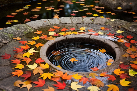 漂浮枫叶背景图片_一条小溪，树叶漂浮在其中，水环绕着池塘