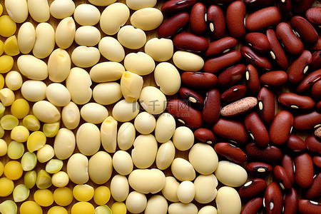 不同类型的豆类和种子的大图片