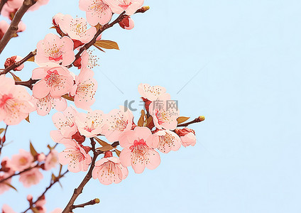 美丽的樱花 春天的花朵 牡丹花