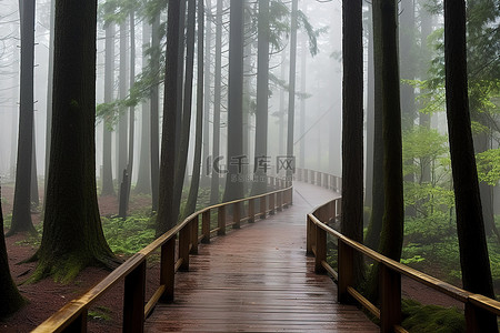 户外露营酒吧背景图片_一条穿过雾气弥漫的森林的木路