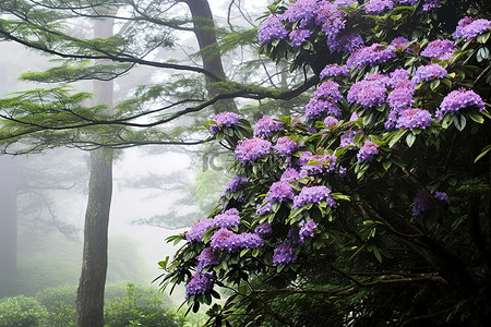 雾天，树上盛开着五颜六色的紫色花朵