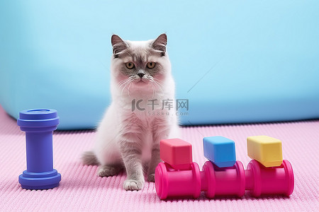 一只猫拿着水和哑铃坐在粉红色的垫子上