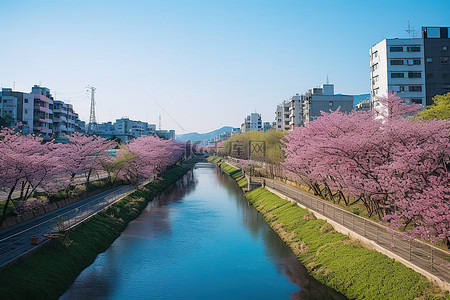 花河流背景图片_河流以及建筑物和树木的图片