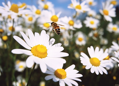 小野菊背景图片_蜜蜂在草地上捕捉雏菊