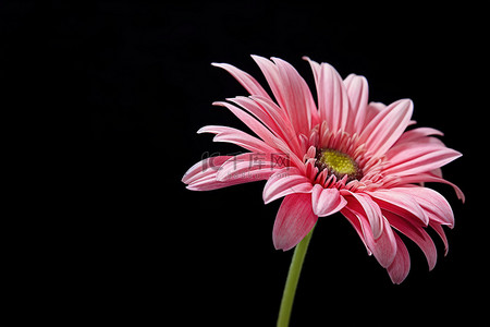 一朵粉红色的花，黑色背景