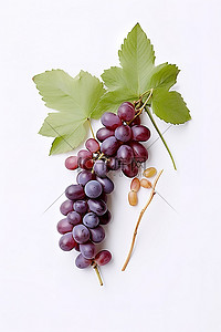 葡萄叶葡萄背景图片_白色背景中的葡萄和葡萄叶