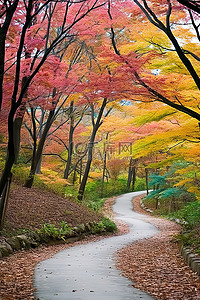 云树木背景图片_一条林间小路，两旁排列着一排色彩鲜艳的树木
