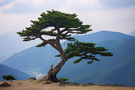 一棵孤独的松树矗立在山顶，背后是群山