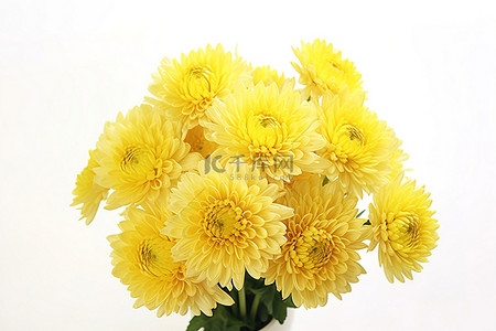 蜡菊花瓣背景图片_白色背景上的黄色菊花