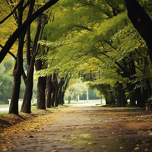 秋天穿过城市公园的一条黄土路