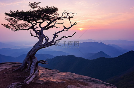 大山谷背景图片_山顶上一棵孤独的树，俯瞰着日落的山谷