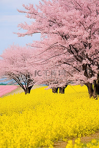 2012年4月23日日本人民庆祝春天的时代的樱花景观