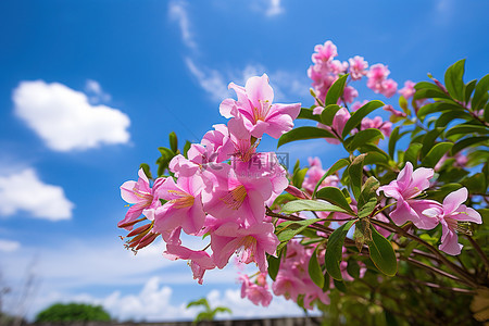 粉红色的花朵成熟