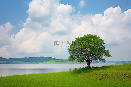 一棵孤独的树俯视着水面