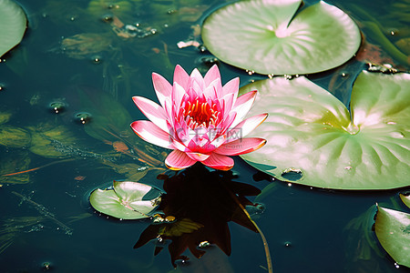 池塘花背景图片_一朵粉红色的花静静地漂浮在池塘里