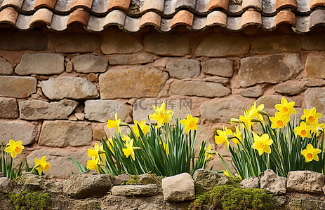 文化兴村背景图片_有鲜花和水仙花的石墙