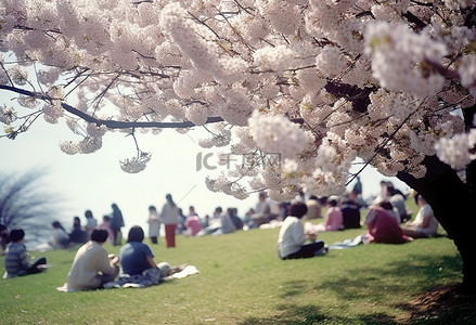 野餐特写背景图片_绿色草地上的樱花