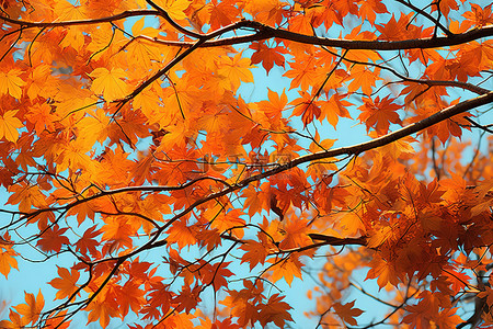 树上的橙色叶子与蓝天的反射