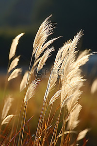 微风吹过的草叶背景图片_草叶在阳光下飞扬