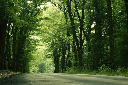 一条空荡荡的道路，两旁都是大丛茂密的树木