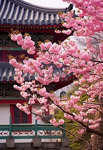 韩国首尔韩国洛可可式建筑附近开花的树木