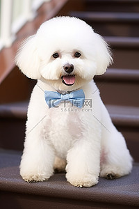 贵宾犬白狗，戴着蓝色领结，坐在楼梯上