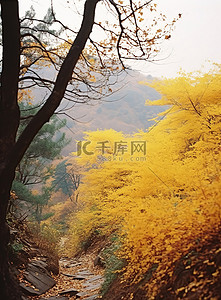 一座黄叶的小山