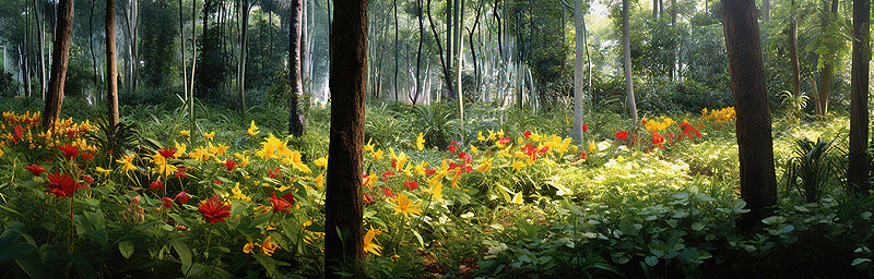 开满五颜六色鲜花的热带森林的图像