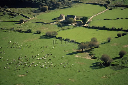 农场和田野的风景，还有一些羊