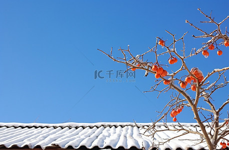 柿子文化背景图片_冬天站在雪下有蓝天和尼泊尔芙蓉的房子里