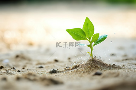 绿色植物发芽背景图片_绿色植物在有水的沙子里生长