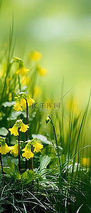 绿色的草和黄色的花