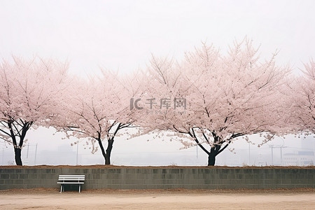 首尔美丽的樱花树