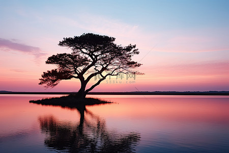 日落时，一棵树坐落在水面上