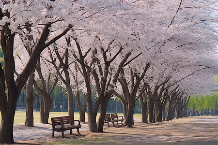 公园樱花背景图片_樱花公园里的樱花树，有长凳