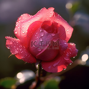 一朵美丽的红玫瑰，上面有露珠