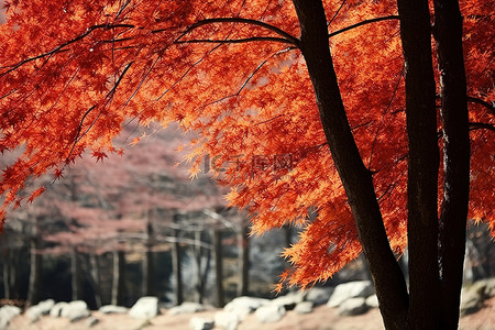 红叶背景图片_背景中有红叶的树木图像