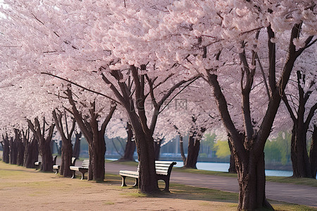 樱花公园里的樱花树，有长凳
