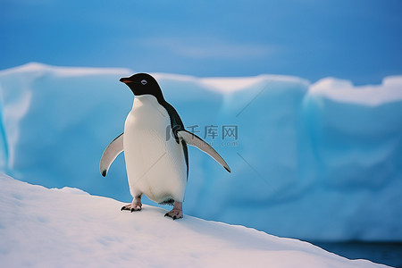 哺乳背景图片_企鹅在蓝色背景的冰川上行走