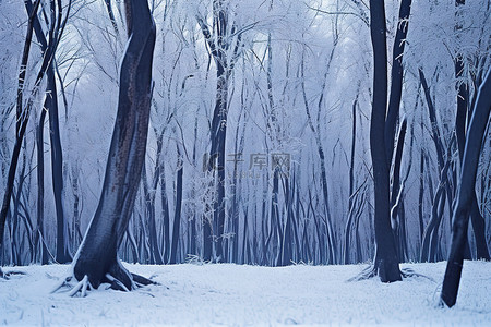 雪域背景图片_雪域森林 照片 雪域森林