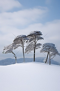 雪中​​斜坡上的四棵树