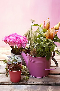 陶土背景图片_一盆植物花卉和一个陶土花盆