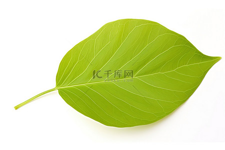 绿色植物特写背景图片_白色背景上孤立的绿色植物的叶子