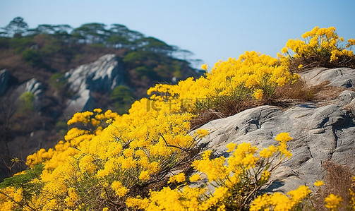 春天旅游背景背景图片_山边岩石上的黄色花朵