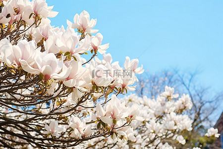 春天背景图片_蓝天下，玉兰大道前，鲜花盛开