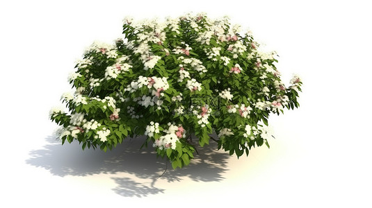 鲜花从背景图片_孤立的白色背景 3D 插图开花灌木与盛开的花朵从上面