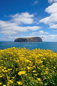 海洋旅行背景图片_生长在夏威夷海洋附近的黄色花朵