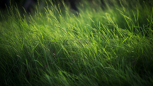 草地绿色植物茂密