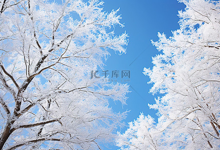 蓝天，树木繁茂的地区覆盖着白色的树木